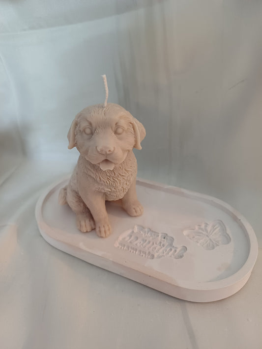 Golden Retriever sitzend